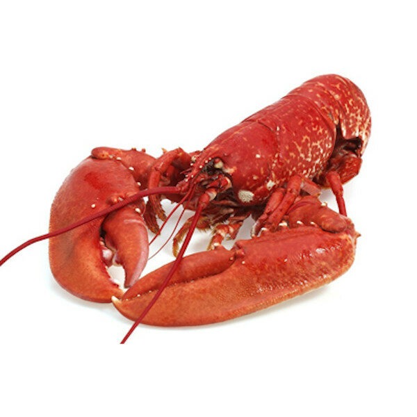 Dierenmishandeling op een hoger plan: nieuwe rage in Canada: een kreeft levend garen in een magnetron