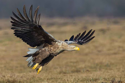 Kabinet belazerde de boel alweer: tegen de belofte in hebben 4 ministers in Brussel niet gesproken over natuurherstel