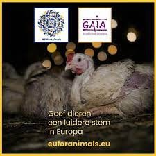 Noodzaak voor Europese commissaris ten behoeve van dierenwelzijn is groter dan ooit